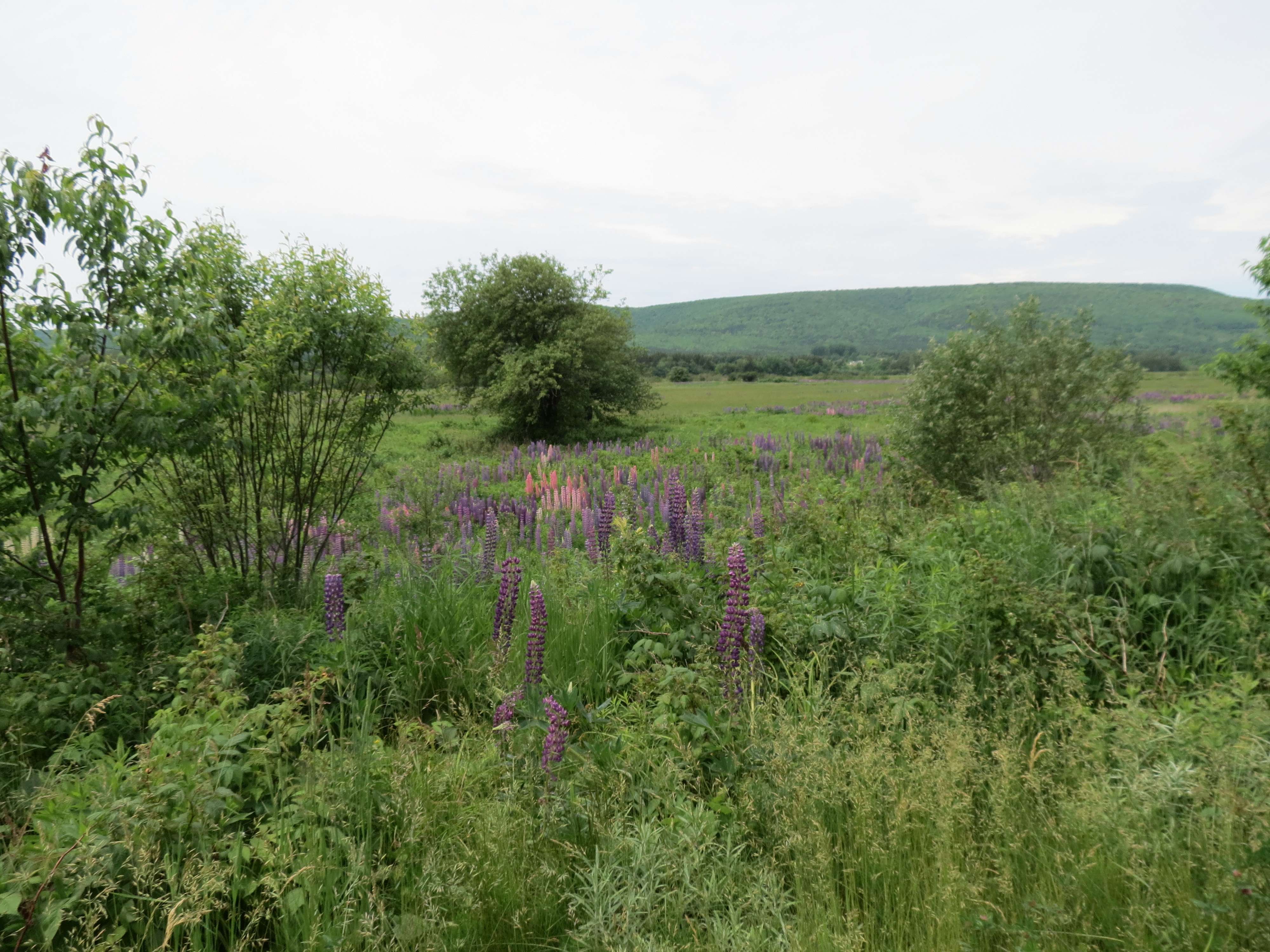 Lupines in Margaree