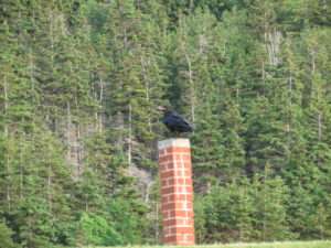 Crow at Whale Cove overlooking the graveyard.