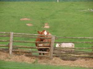 Cows at the fence