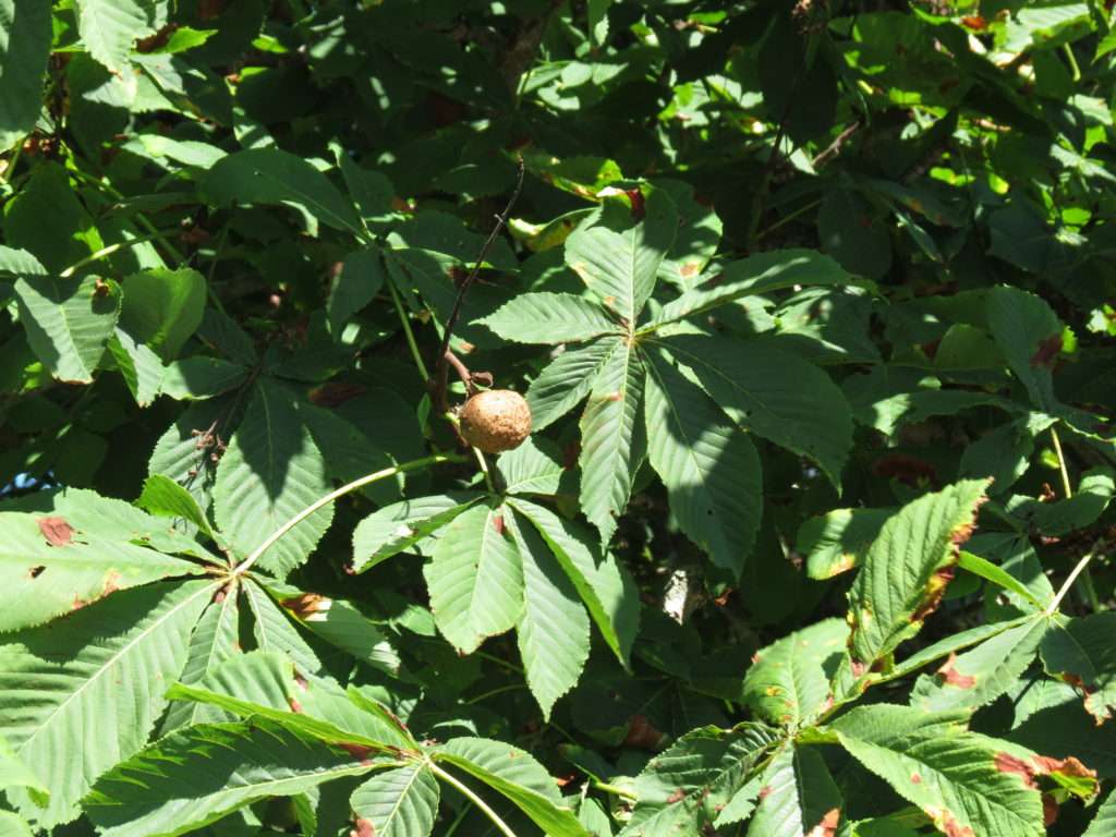 A single chestnut, almost fully ripe.